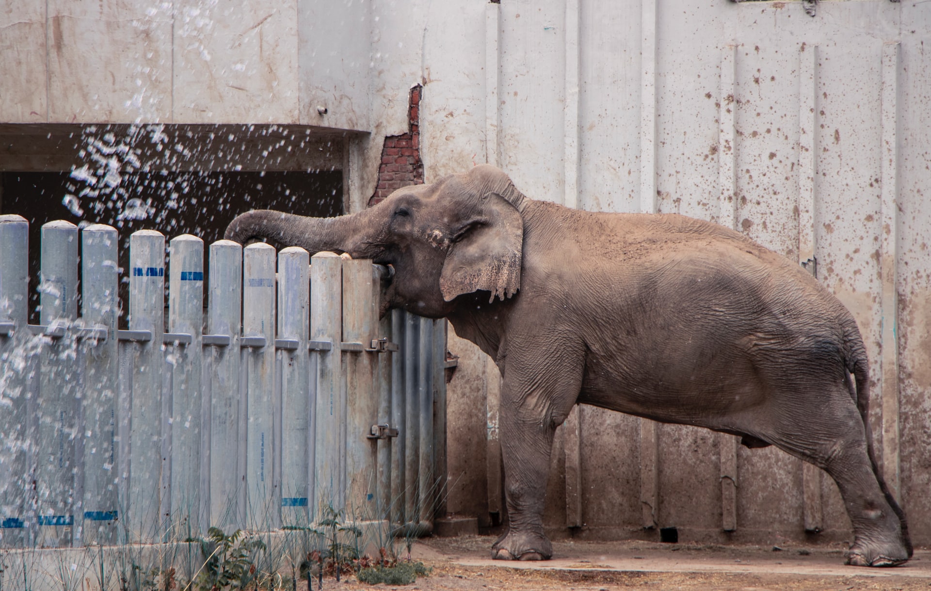 Elephant drinking from a receptacle placed behind a building fence