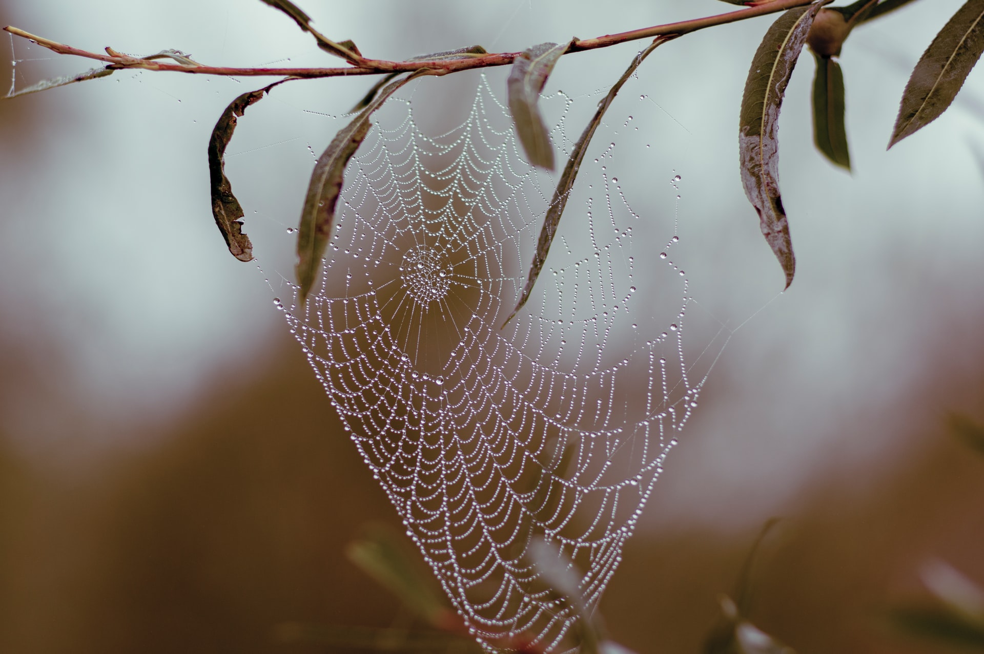 Photo of a dew-covered spider web stretched over an olive or eucalyptus twig