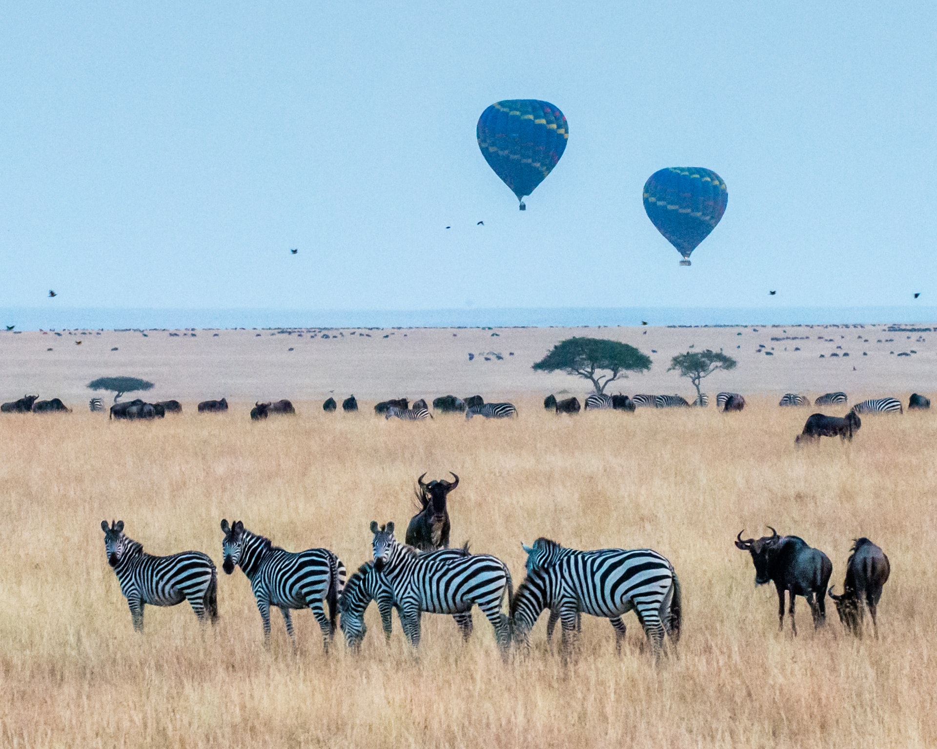 Mongolfiere in ascensione in lontananza sopra una savana con zebre e gnu